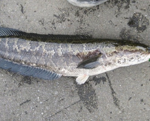 가물치는 일본에서도 가물치라고 부른다.