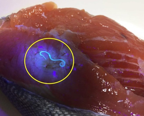 고래회충은 블랙 라이트를 이용하면 조금 더 쉽게 찾을 수 있답니다.