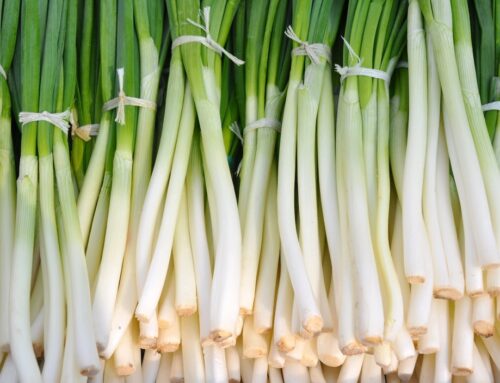 우리나라의 파(葱: spring onion) 생산량 통계