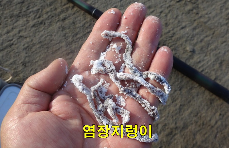 원투낚시 상황에 맞게 지렁이를 끼는 방법