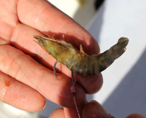 냉동새우를 미끼로 사용할 때 주의할 점