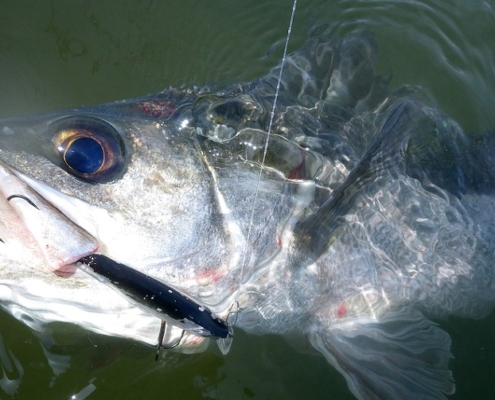 농어 루어낚시의 기초-농어의 생태와 습성