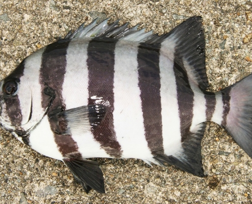 돌돔의 줄무늬는 가로일까? 세로일까?