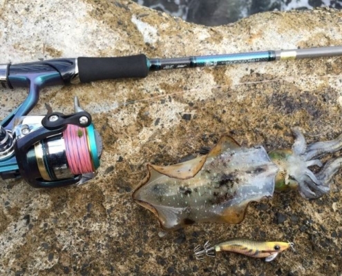 무늬오징어 낚시방법