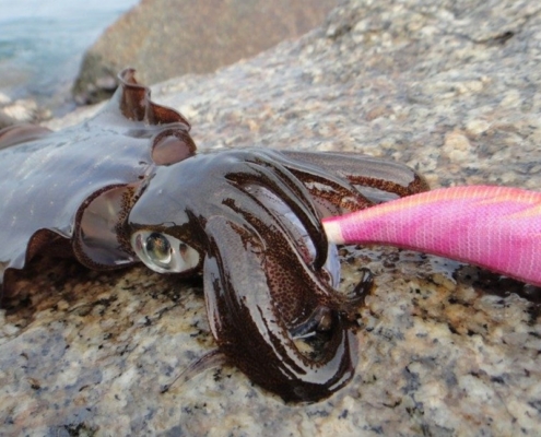 무늬오징어를 잡고 싶다면 메탈지그를 지참하자