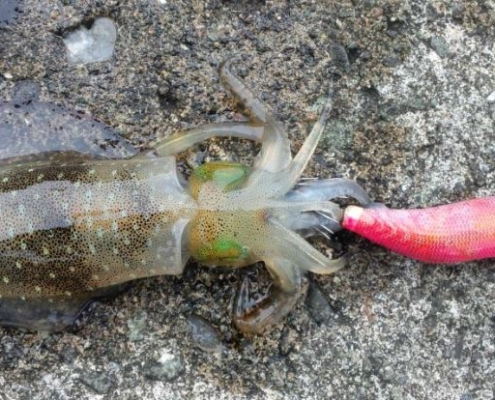 무늬오징어의 습성