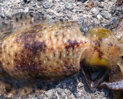 봄철의 무늬오징어 낚시(두 번째)