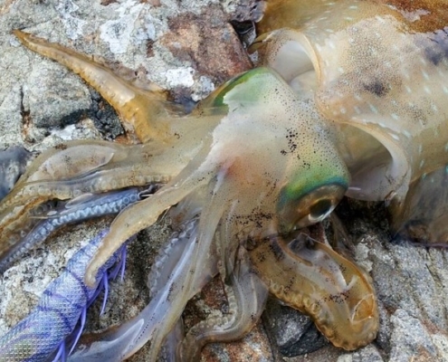 봄철의 무늬오징어 낚시(세 번째)