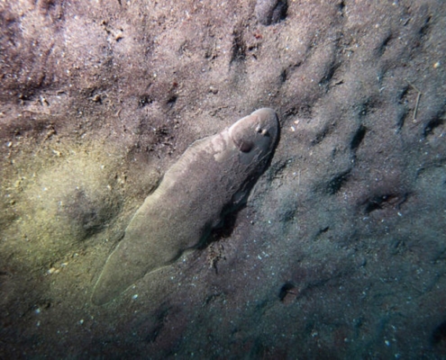 신발 밑창이란 이름을 가진 생선, 서대(서대기)