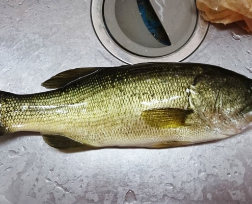 올해는 배스 요리를 많이 먹어야겠다.