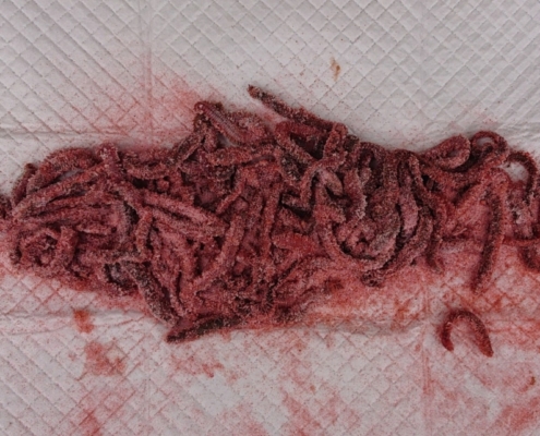 원투낚시용 염장파우더는 효과가 있을까?