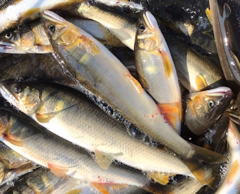 일본의 날조된 역사 속에 등장하는 은어낚시