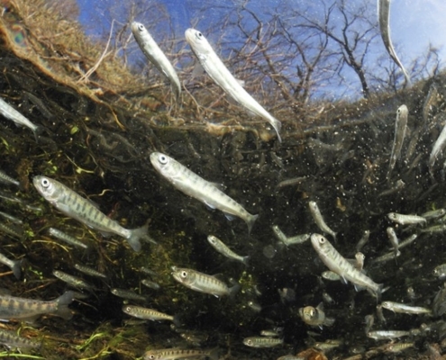 지나친 치어(稚魚)의 방류는 개체수의 감소를 불러올 수도 있다.