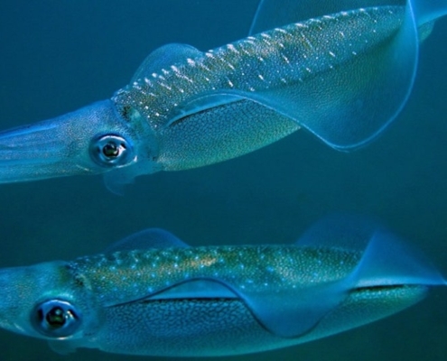 일본에서는 무늬오징어를 왜 아오리이카(アオリイカ)라고 부를까?