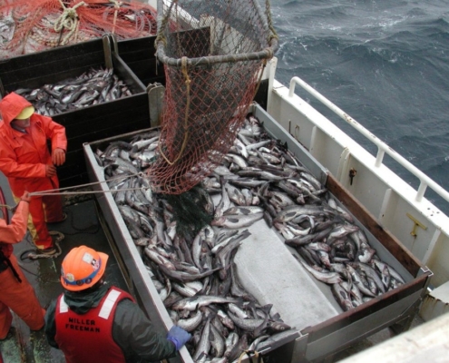 명태의 고갈을 예언했던 민정중과 명태의 어원