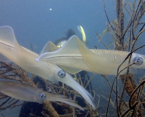 무늬오징어의 표준명이 흰오징인 것은 맞는 것일까?