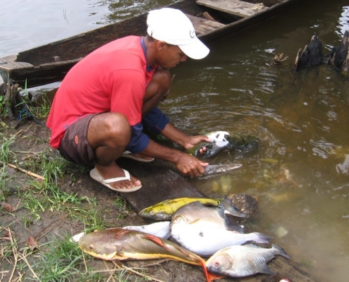 아마존 강에 서식하는 물고기 80%에서 발견된 플라스틱 쓰레기