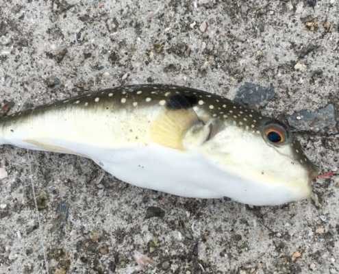 원투낚시에서 복어를 퇴치하는 방법!