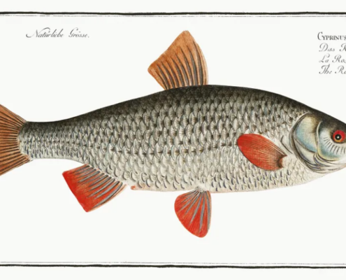 조어대전 제17장: 로치와 데이스를 잡는 방법과 날도래 미끼