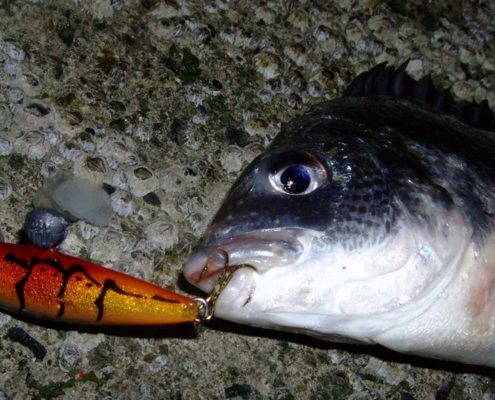 감성돔을 잡기 위해 고안된 M리그
