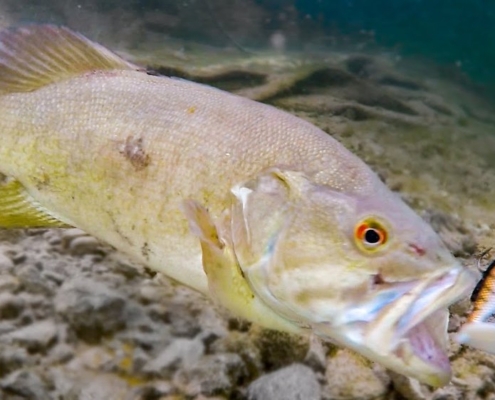 물고기의 먹이활동은 배고픔 때문일까?