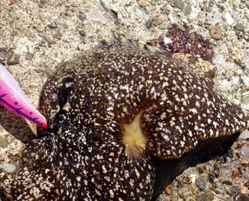 에깅낚시 Tip-군소가 잡힌다면 계속해서 공략하자!