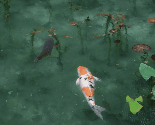 조어대전 제20장: 양어장과 관리방법