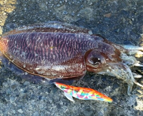 갑오징어의 생태와 산란