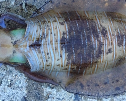 무늬오징어의 수명과 영양분