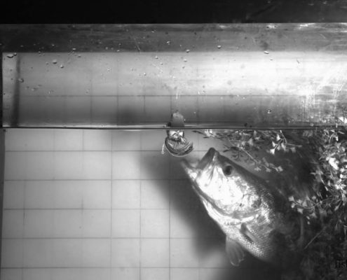 프로그 루어 후킹의 과학적 분석