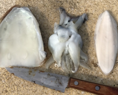 갑오징어의 신경절단과 손질방법