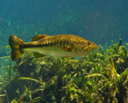 배스낚시에서 물의 맑기를 나타내는 영어표현들