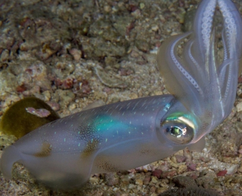 알을 밴 포란상태의 무늬오징어를 확인하는 방법