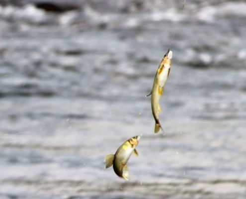 우리의 역사서에 나오는 낚시의 흔적들