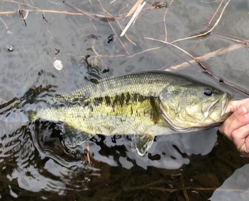 수질이 다른 저수지에서 배스를 잡는 방법