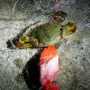 원투낚시로 즐기는 꽃게낚시