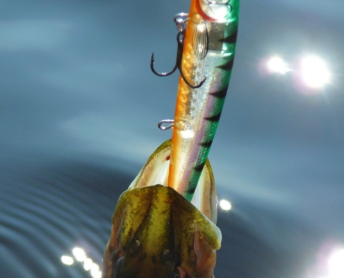 루어낚시의 저크와 트위치의 차이