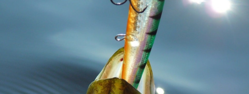 루어낚시의 저크와 트위치의 차이 루어낚시의 저크와 트위치의 차이