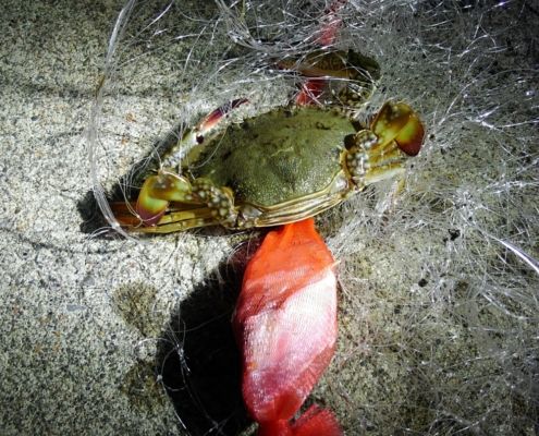 원투낚시로 즐기는 꽃게낚시