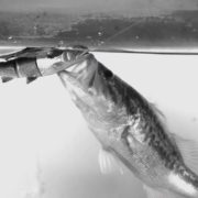 측선을 통해 먹잇감을 인지하는 물고기들