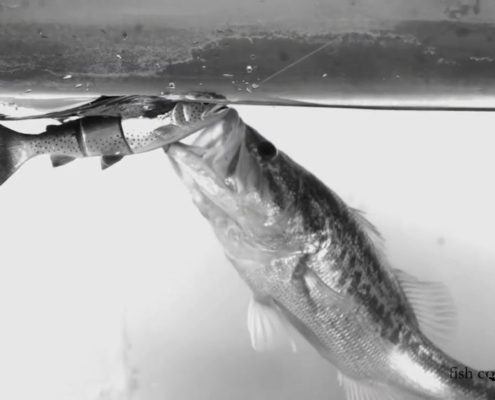 측선을 통해 먹잇감을 인지하는 물고기들