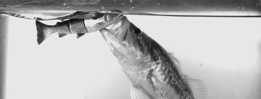 측선을 통해 먹잇감을 인지하는 물고기들 측선을 통해 먹잇감을 인지하는 물고기들