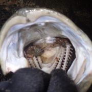 농어 루어낚시에서 천벌누락이란 뭘까?