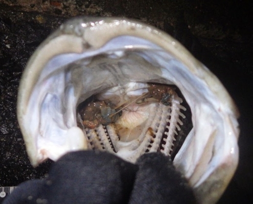 농어 루어낚시에서 천벌누락이란 뭘까?