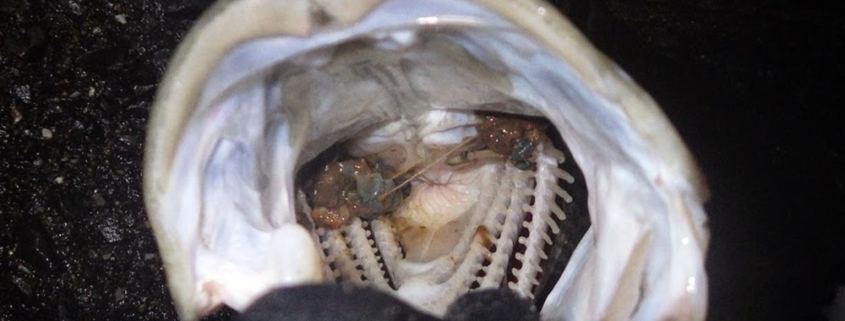 농어 루어낚시에서 천벌누락이란 뭘까?