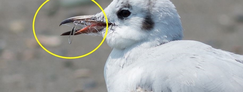 여러분은 낚싯바늘을 어떻게 버리십니까? 여러분은 낚싯바늘을 어떻게 버리십니까?