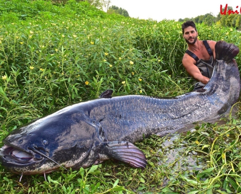 유럽에서 인기가 높은 대형 메기 낚시